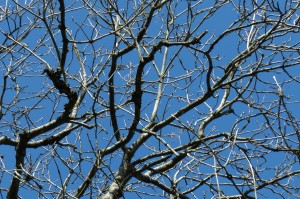 Ash canopy, Garston wood
